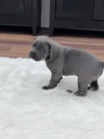 Blue male, a male Great Dane for sale in Plainfield, IL – Photo 4 of 7