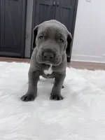 Blue male, a male Great Dane for sale in Plainfield, IL – Photo 6 of 7