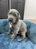 Blue male, a male Great Dane for sale in Plainfield, IL – Photo 2 of 7