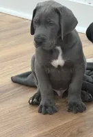 Blue male, a male Great Dane for sale in Plainfield, IL – Photo 1 of 7