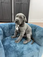 Blue male, a male Great Dane for sale in Plainfield, IL – Photo 5 of 7