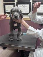 Blue male, a male Great Dane for sale in Plainfield, IL – Photo 7 of 7