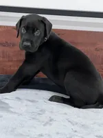 Black Collar, a male Great Dane for sale in Plainfield, IL – Photo 7 of 8