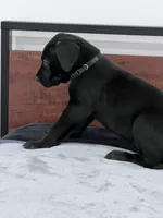 Black Collar, a male Great Dane for sale in Plainfield, IL – Photo 3 of 8