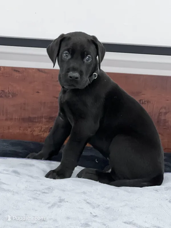 Black Collar, a male Great Dane for sale in Plainfield, IL – Photo 1 of 8