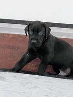 Black Collar, a male Great Dane for sale in Plainfield, IL – Photo 5 of 8