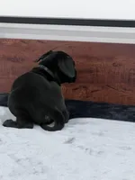 Black Collar, a male Great Dane for sale in Plainfield, IL – Photo 4 of 8