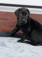 Black Collar, a male Great Dane for sale in Plainfield, IL – Photo 2 of 8