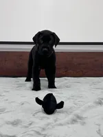 Black Collar, a male Great Dane for sale in Plainfield, IL – Photo 6 of 8