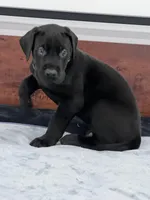 Black Collar, a male Great Dane for sale in Plainfield, IL – Photo 8 of 8