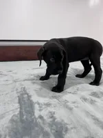 Purple Collar, a female Great Dane for sale in Plainfield, IL – Photo 3 of 7