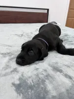 Purple Collar, a female Great Dane for sale in Plainfield, IL – Photo 6 of 7