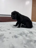 Purple Collar, a female Great Dane for sale in Plainfield, IL – Photo 4 of 7