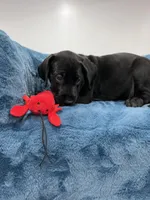 Purple Collar, a female Great Dane for sale in Plainfield, IL – Photo 7 of 7