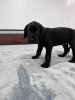 Purple Collar, a female Great Dane for sale in Plainfield, IL – Photo 1 of 7