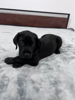 Purple Collar, a female Great Dane for sale in Plainfield, IL – Photo 5 of 7