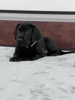 Silver Collar, a male Great Dane for sale in Plainfield, IL – Photo 10 of 10