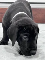 Silver Collar, a male Great Dane for sale in Plainfield, IL – Photo 7 of 10