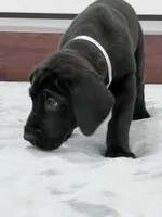 Silver Collar, a male Great Dane for sale in Plainfield, IL – Photo 3 of 10