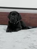 Silver Collar, a male Great Dane for sale in Plainfield, IL – Photo 5 of 10