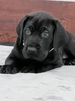 Silver Collar, a male Great Dane for sale in Plainfield, IL – Photo 8 of 10