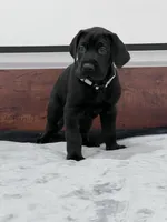 Silver Collar, a male Great Dane for sale in Plainfield, IL – Photo 2 of 10