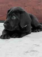 Silver Collar, a male Great Dane for sale in Plainfield, IL – Photo 1 of 10