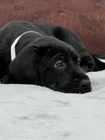 Silver Collar, a male Great Dane for sale in Plainfield, IL – Photo 4 of 10