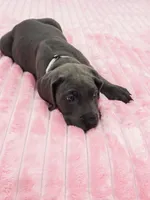 Blue female (Silver collar), a female Great Dane for sale in Plainfield, IL – 6 of 10