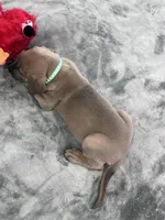 Fawn (AKC), a female Great Dane for sale in Plainfield, IL – Photo 9 of 9