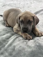 Fawn (AKC), a female Great Dane for sale in Plainfield, IL – Photo 2 of 9