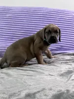 Fawn (AKC), a female Great Dane for sale in Plainfield, IL – Photo 6 of 9