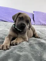 Fawn (AKC), a female Great Dane for sale in Plainfield, IL – Photo 8 of 9