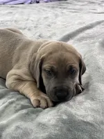 Fawn (AKC), a female Great Dane for sale in Plainfield, IL – Photo 4 of 9