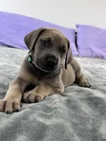 Fawn (AKC), a female Great Dane for sale in Plainfield, IL – Photo 1 of 9