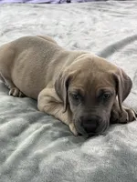 Fawn (AKC), a female Great Dane for sale in Plainfield, IL – Photo 5 of 9