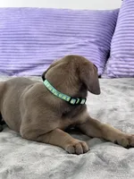 Fawn (AKC), a female Great Dane for sale in Plainfield, IL – Photo 3 of 9