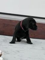 Burgundy Collar, a male Great Dane for sale in Plainfield, IL – Photo 2 of 10