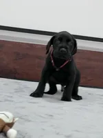 Burgundy Collar, a male Great Dane for sale in Plainfield, IL – Photo 9 of 10