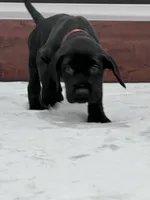 Burgundy Collar, a male Great Dane for sale in Plainfield, IL – Photo 6 of 10