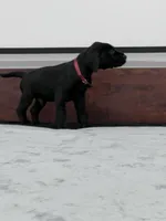 Burgundy Collar, a male Great Dane for sale in Plainfield, IL – Photo 7 of 10