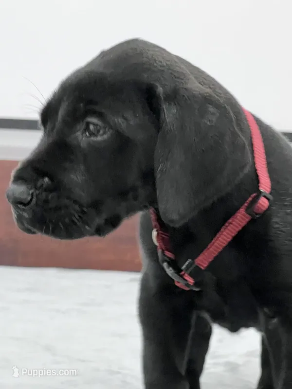 Burgundy Collar, a male Great Dane for sale in Plainfield, IL – Photo 1 of 10