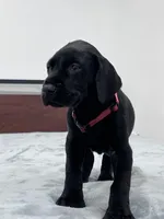 Burgundy Collar, a male Great Dane for sale in Plainfield, IL – Photo 10 of 10