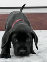 Burgundy Collar, a male Great Dane for sale in Plainfield, IL – Photo 4 of 10