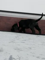 Burgundy Collar, a male Great Dane for sale in Plainfield, IL – Photo 8 of 10