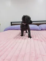 Blue female (Silver collar), a female Great Dane for sale in Plainfield, IL – 5 of 10