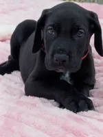Black male, a male Great Dane for sale in Plainfield, IL – 4 of 9
