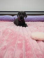 Blue female (Pink collar), a female Great Dane for sale in Plainfield, IL – 5 of 9