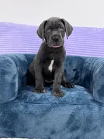 Female AKC Pink collar, a female Great Dane for sale in Plainfield, IL – Photo 2 of 9