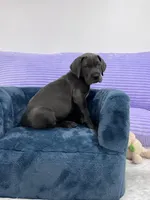 Female AKC Pink collar, a female Great Dane for sale in Plainfield, IL – Photo 5 of 9